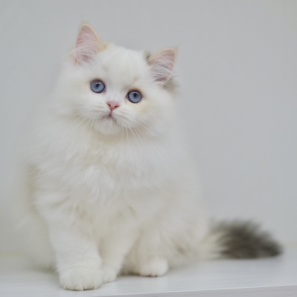 藍眼三花英長妹妹 1