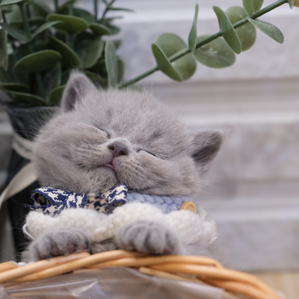 藍英短弟弟妹妹 1225 75K