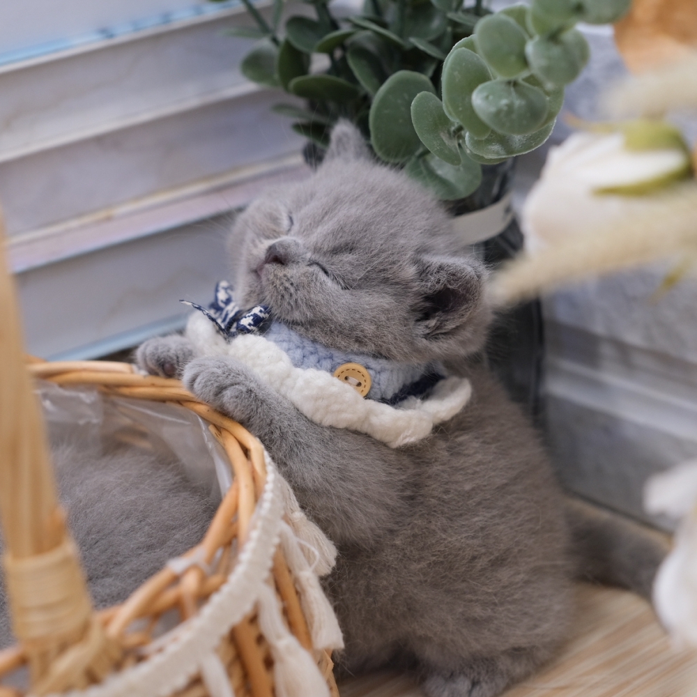 藍英短弟弟妹妹 1225 75K