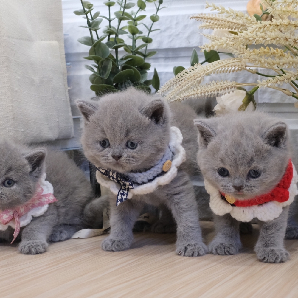 藍英短弟弟妹妹 1225 75K