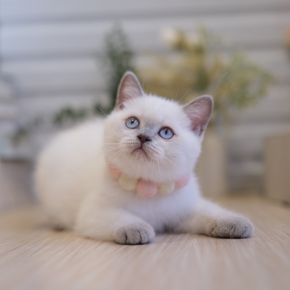 藍端重點妹妹1106 90k