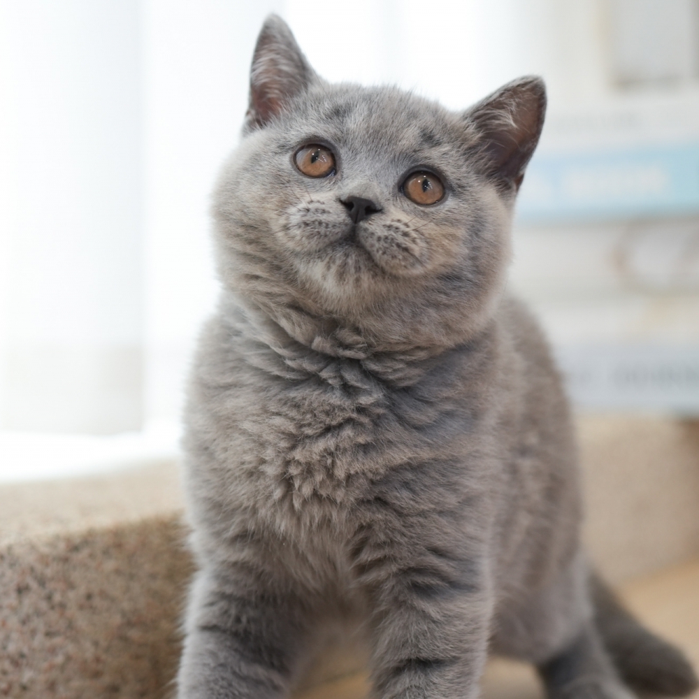 藍英短弟弟1028 65k