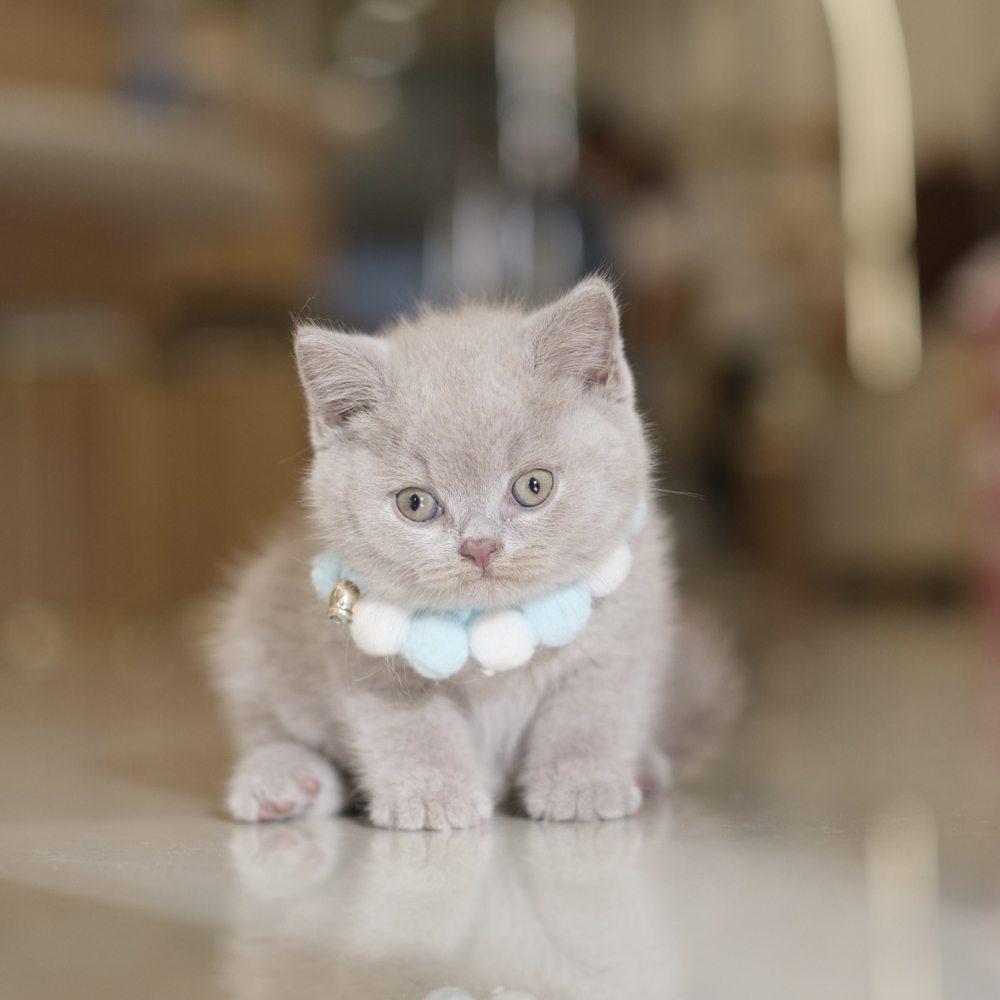 紫丁香弟弟 1217