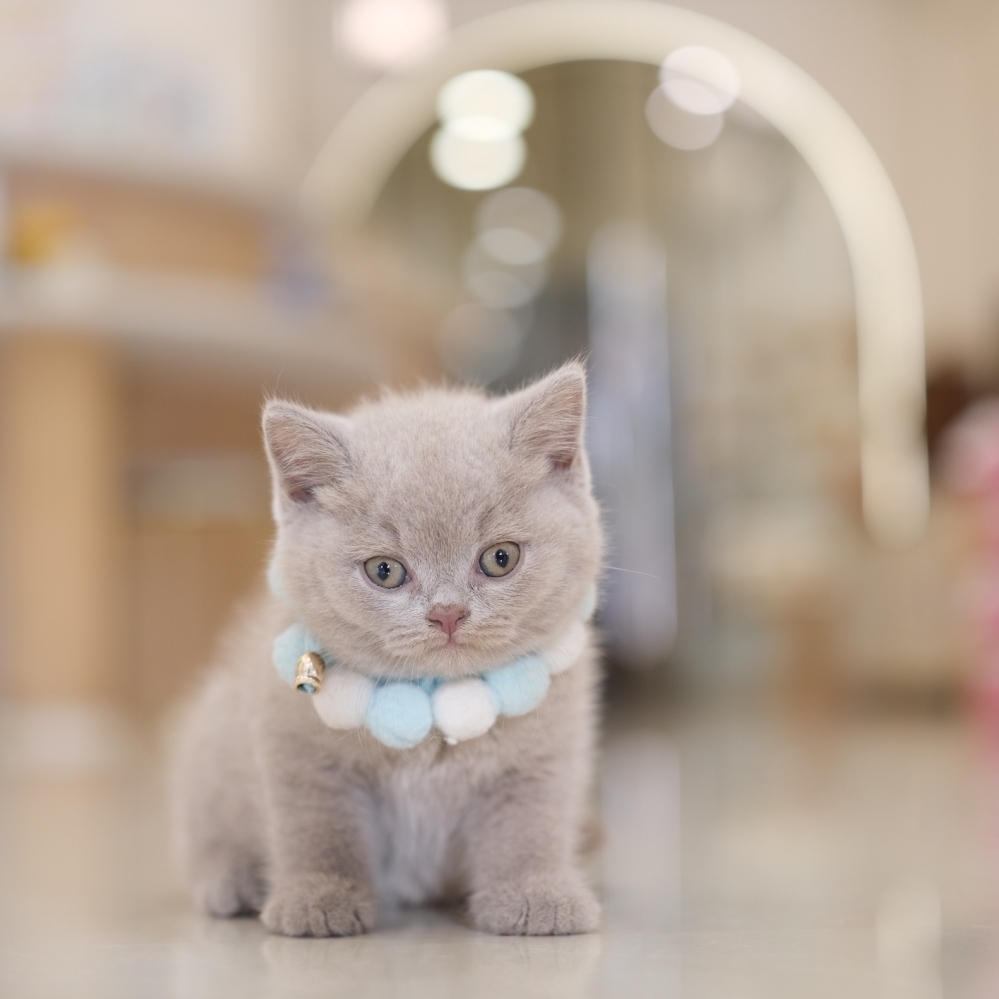 紫丁香弟弟 1217 80K