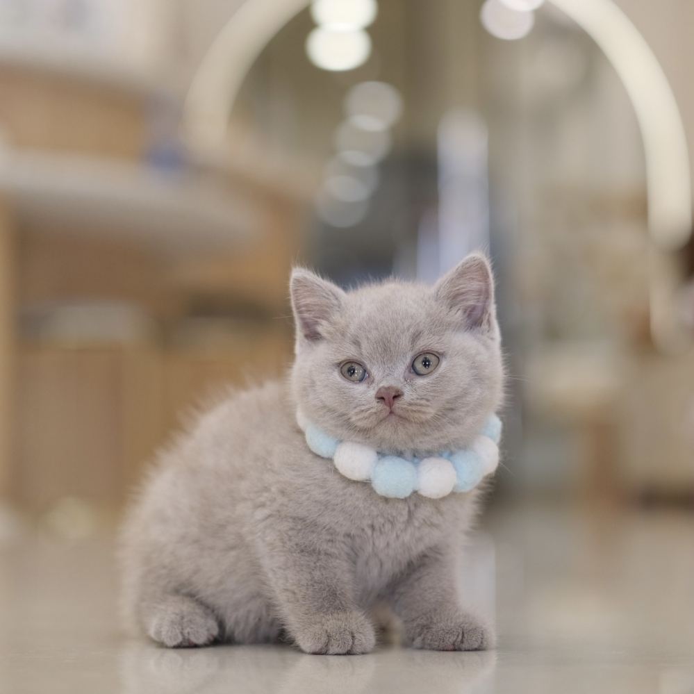 紫丁香弟弟 1217 80K