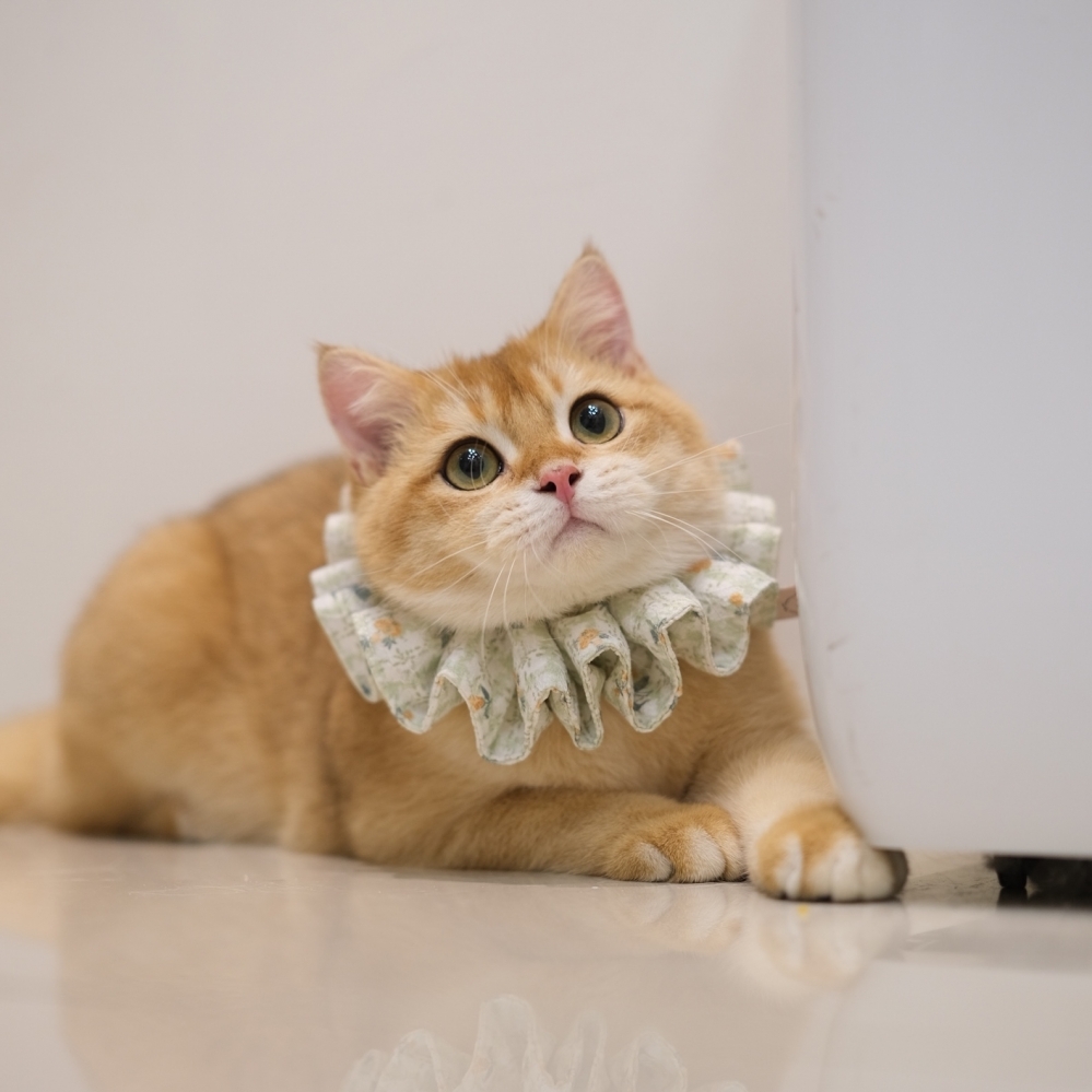  《優惠》淡黑金弟弟