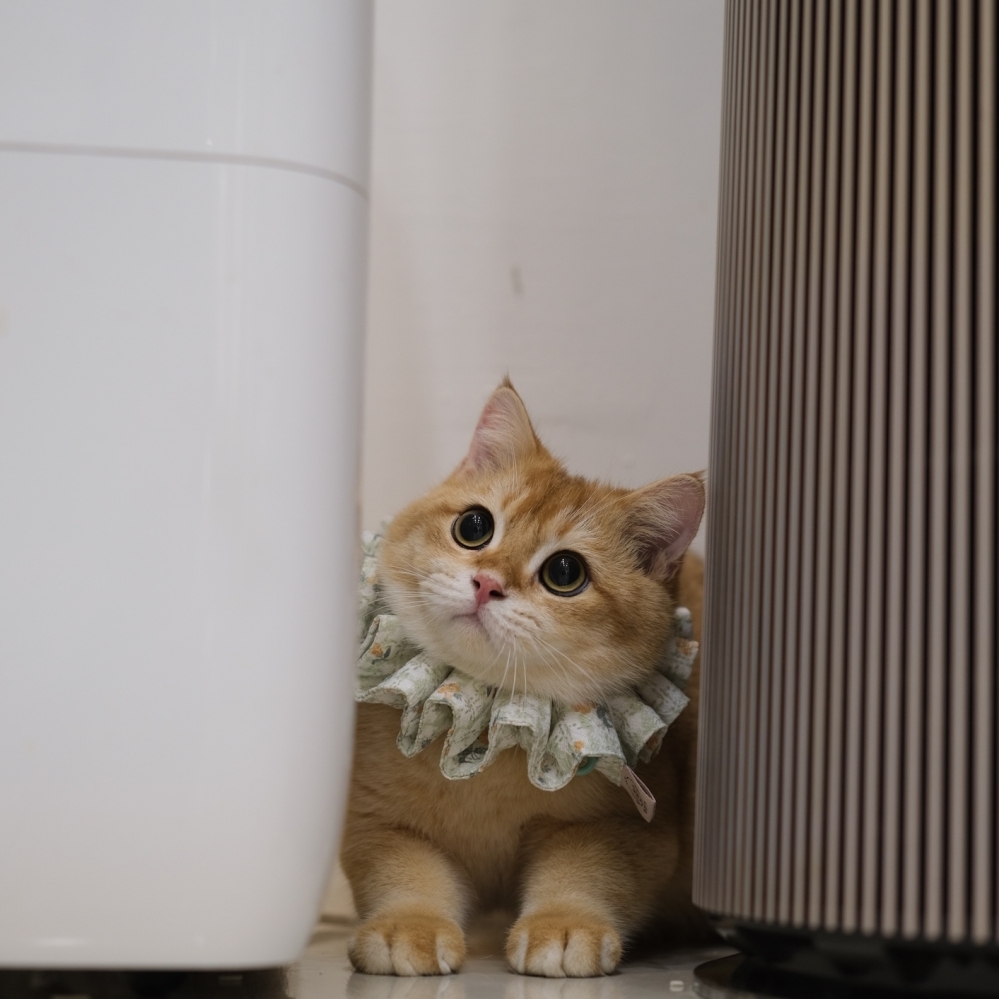  《優惠》淡黑金弟弟 0721 88K