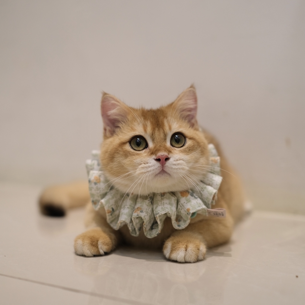  《優惠》淡黑金弟弟 0721 88K