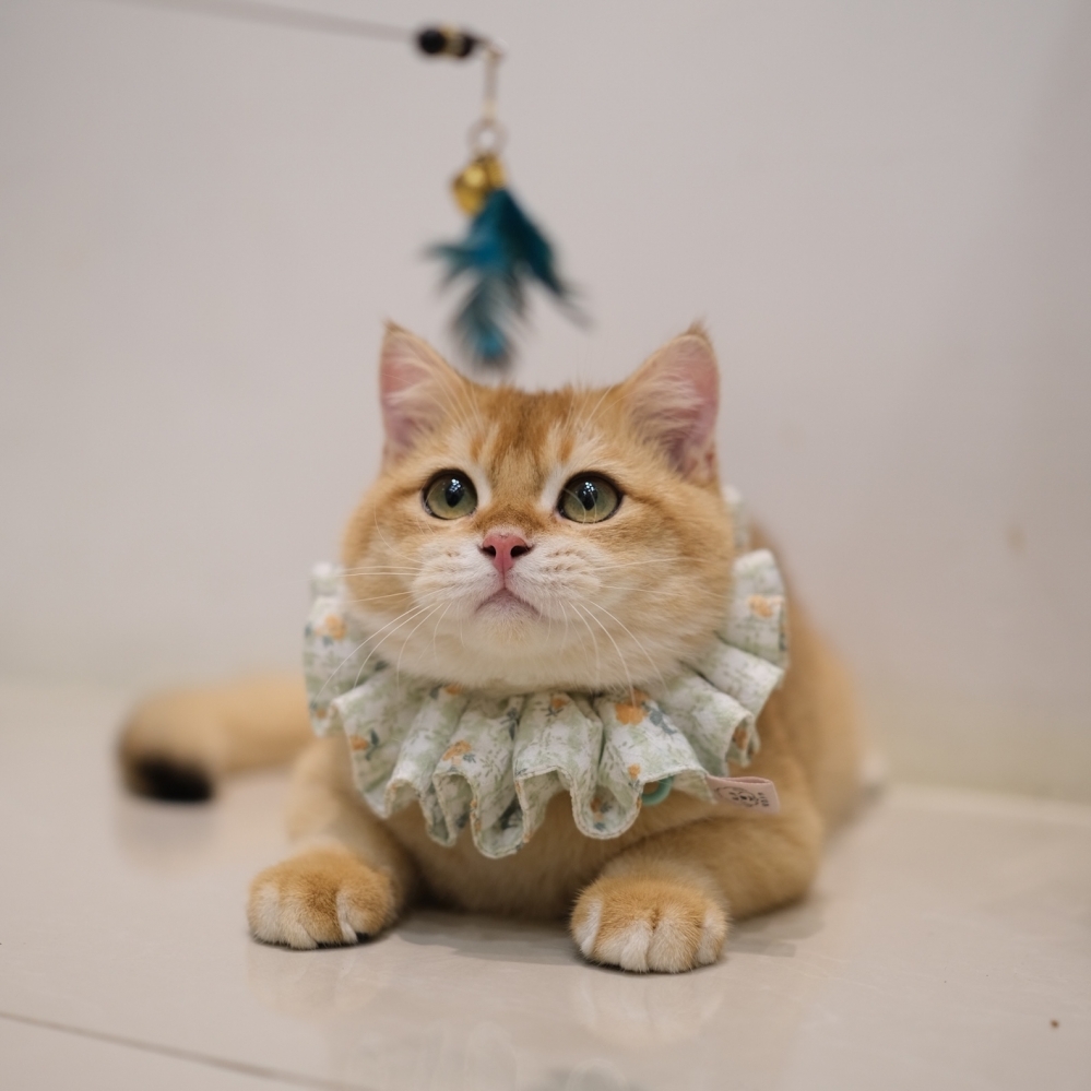  《優惠》淡黑金弟弟 0721 88K