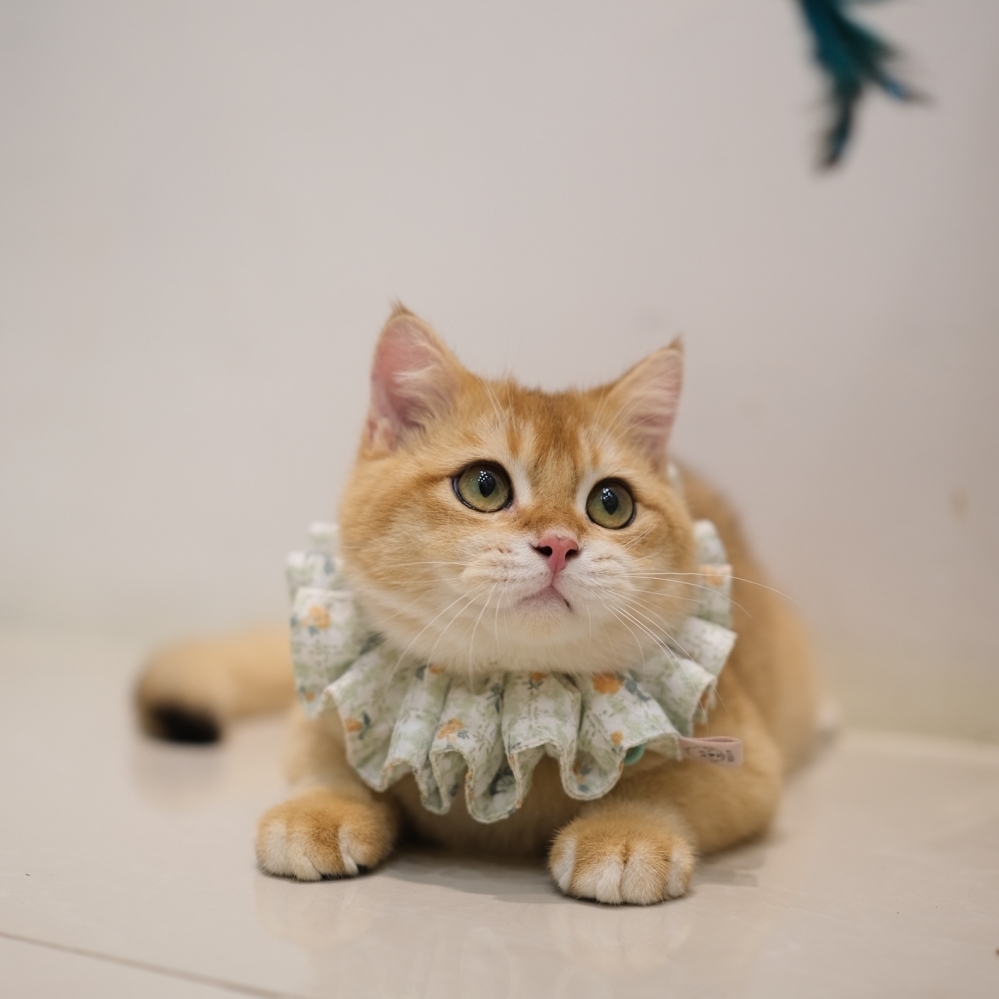  《優惠》淡黑金弟弟 0721 88K