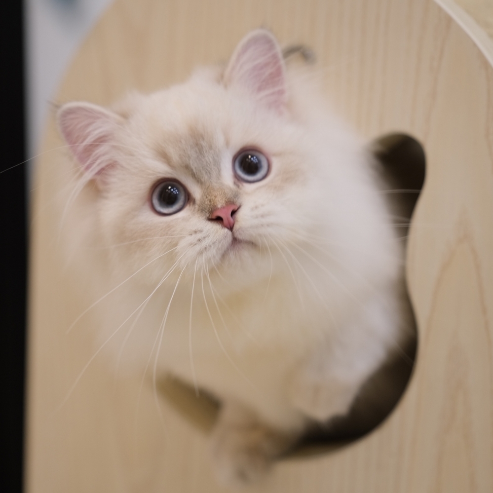 金點英長0930 90K