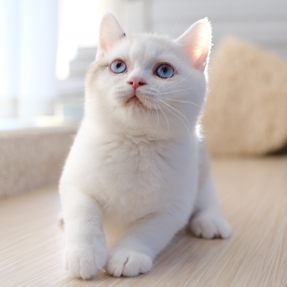 1106海豹重點色弟