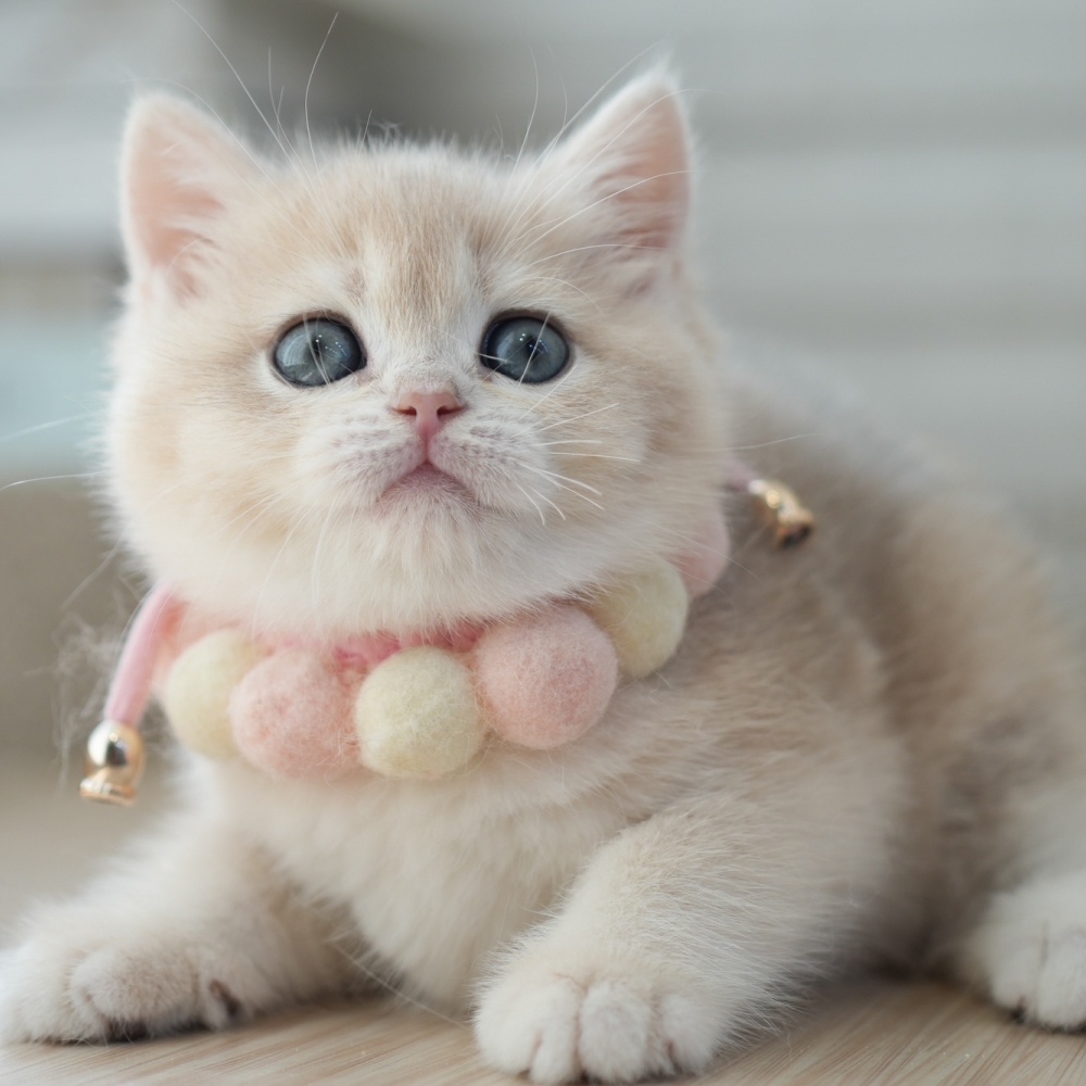 0102淡藍金漸層弟