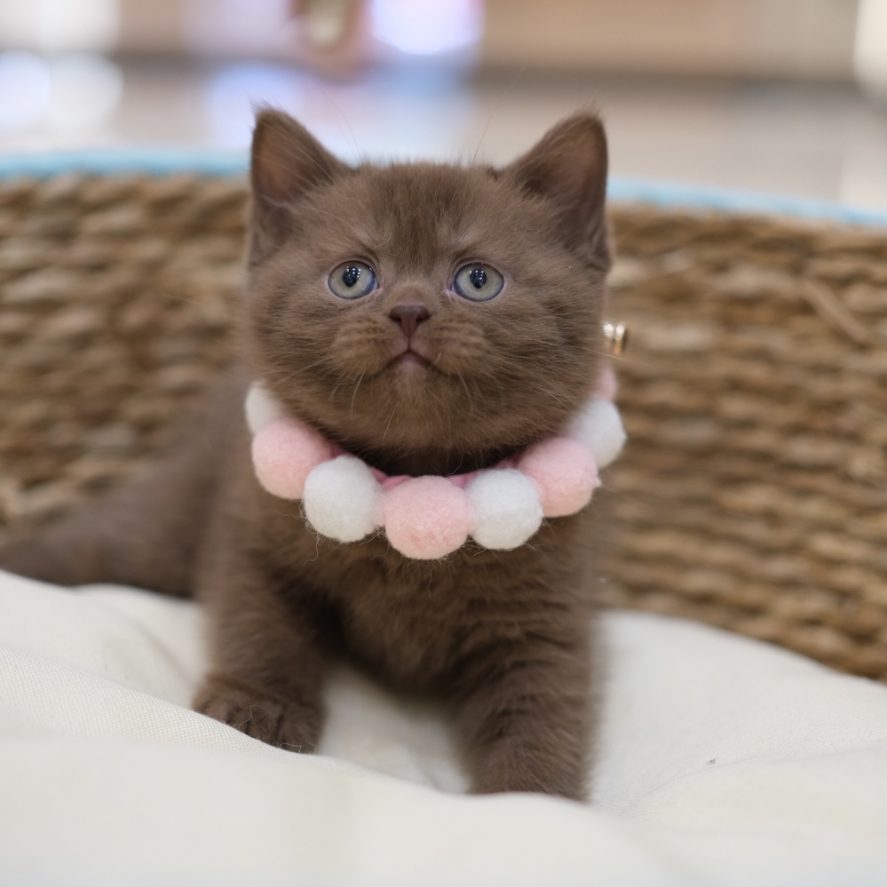 巧克力英短妹妹 01