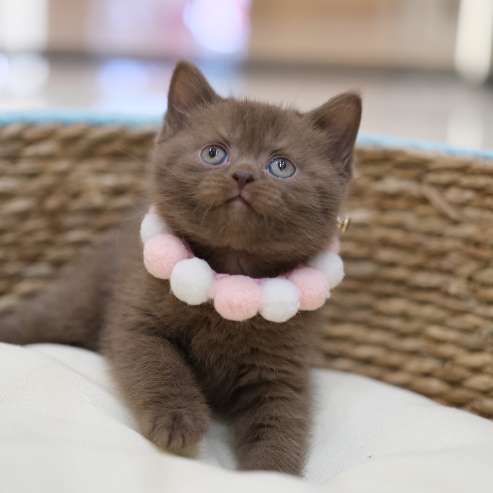 巧克力英短妹妹 0110 80K