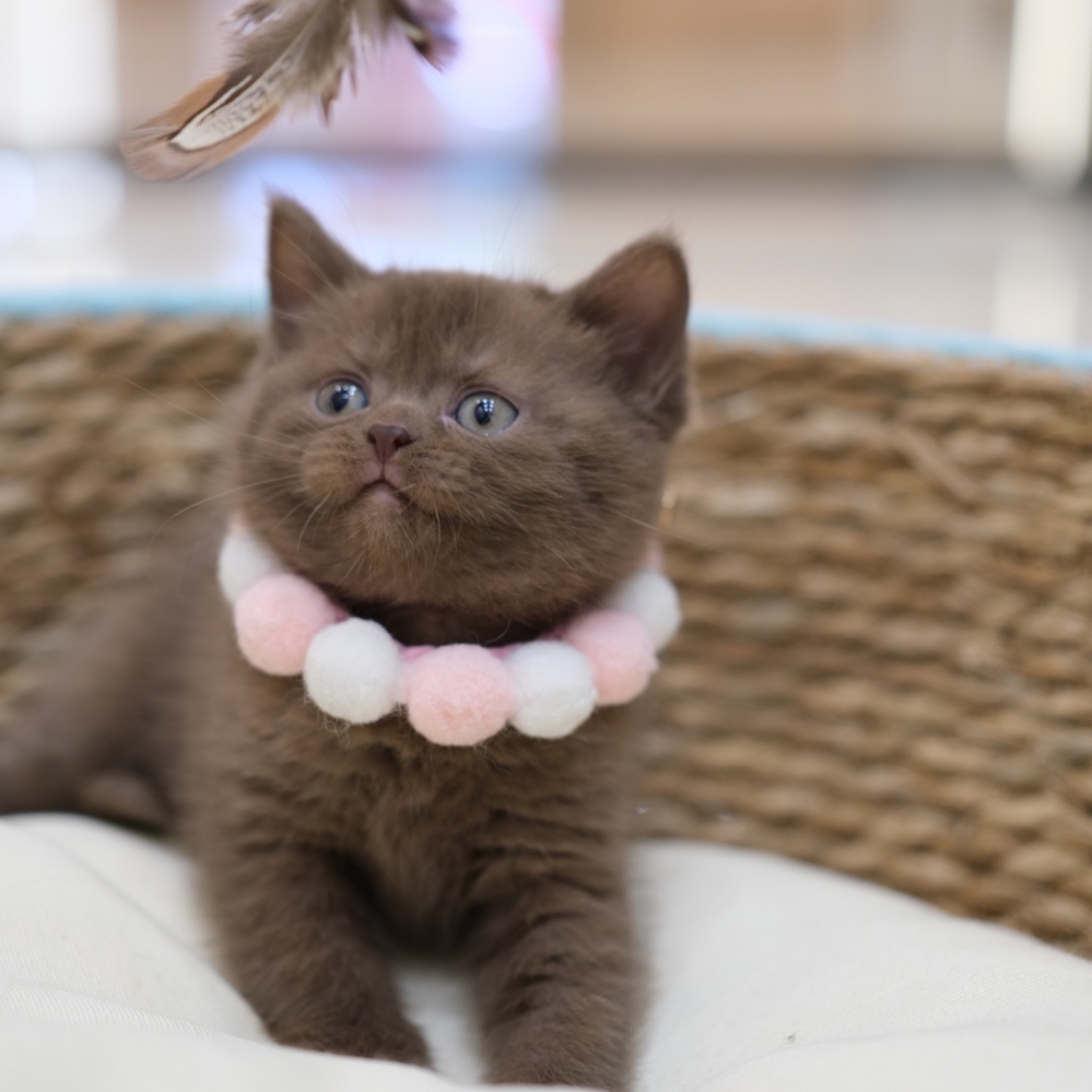 巧克力英短妹妹 0110 80K