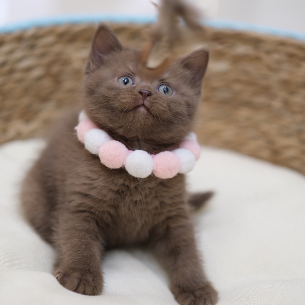 巧克力英短妹妹 0110 80K