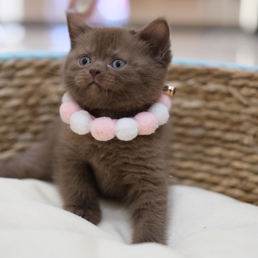 巧克力英短妹妹 0110 80K