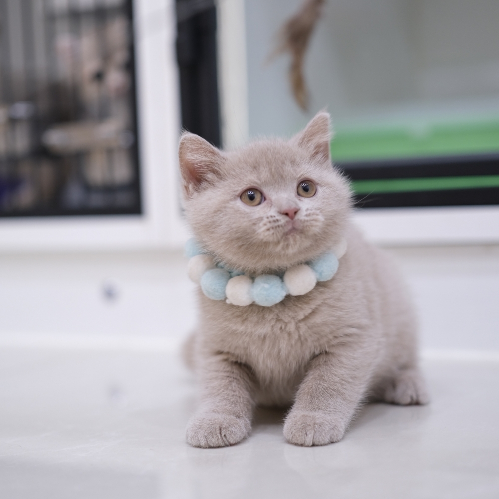 紫丁香弟弟 0304 70K