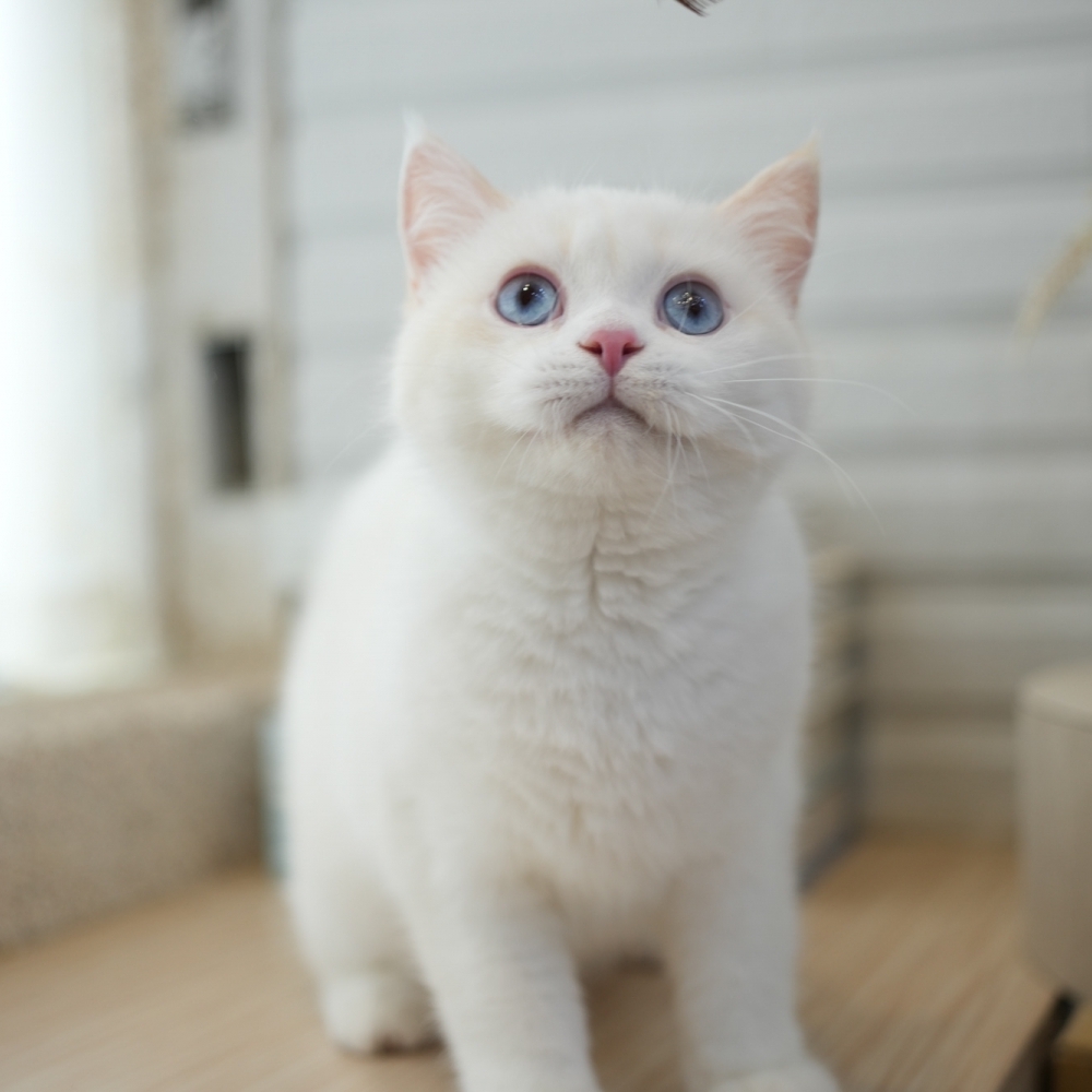<優惠>奶油端子弟弟