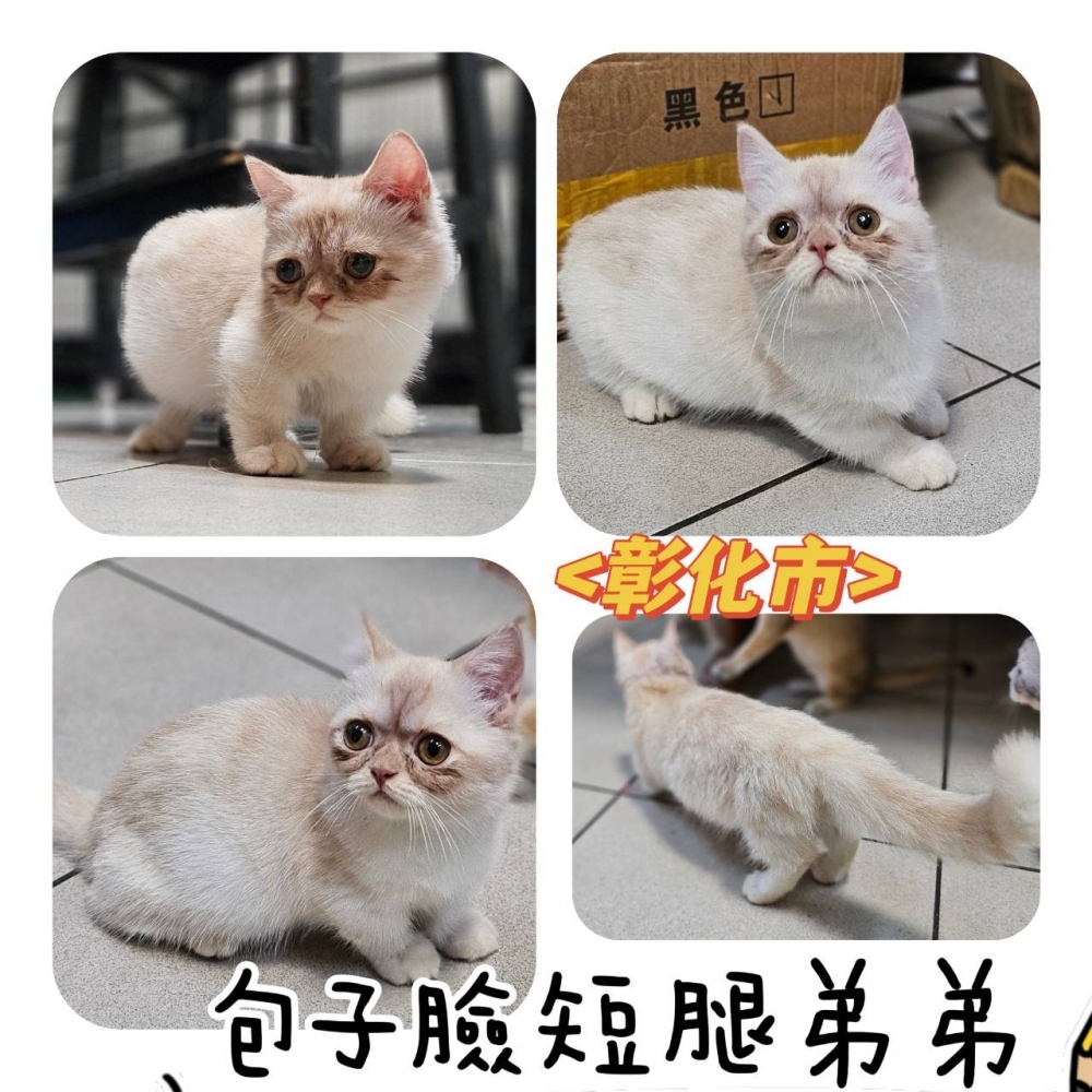 包子臉短腿弟弟