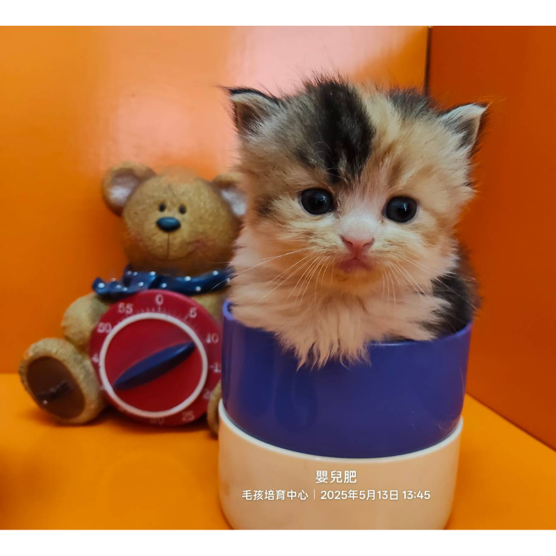 熊版小步舞曲妹妹