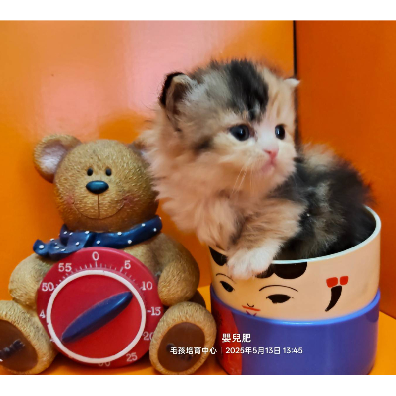 熊版小步舞曲妹妹