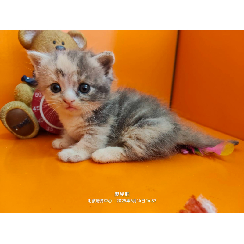 藍奶漸層小步舞曲