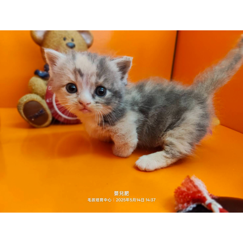 藍奶漸層小步舞曲