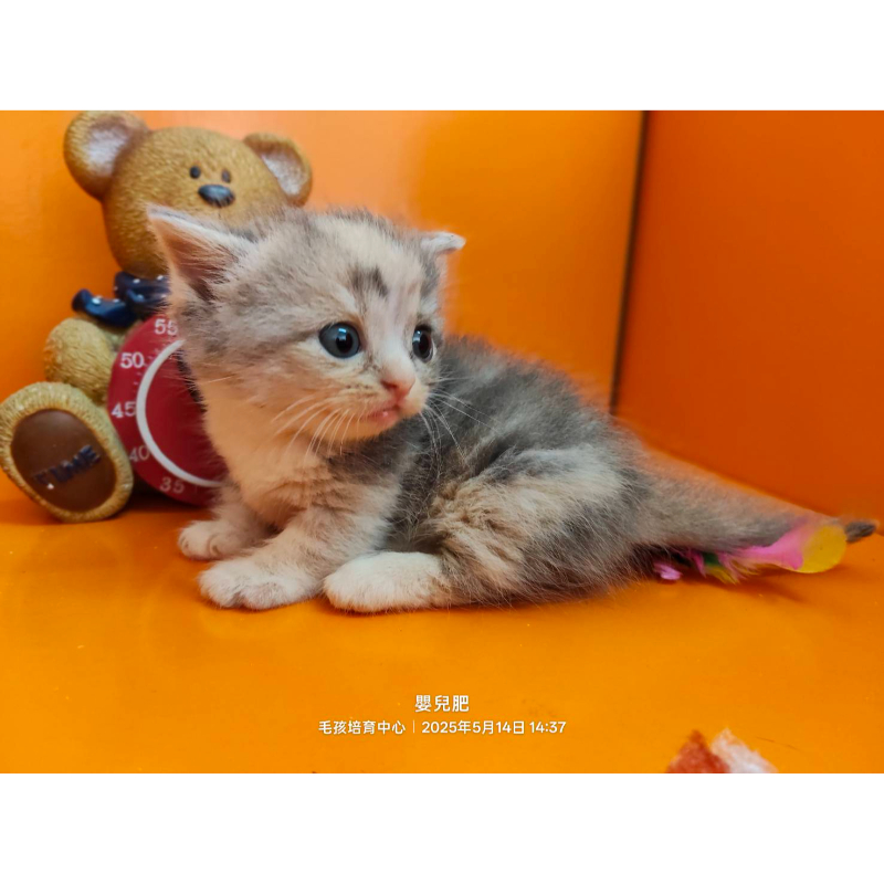 藍奶漸層小步舞曲