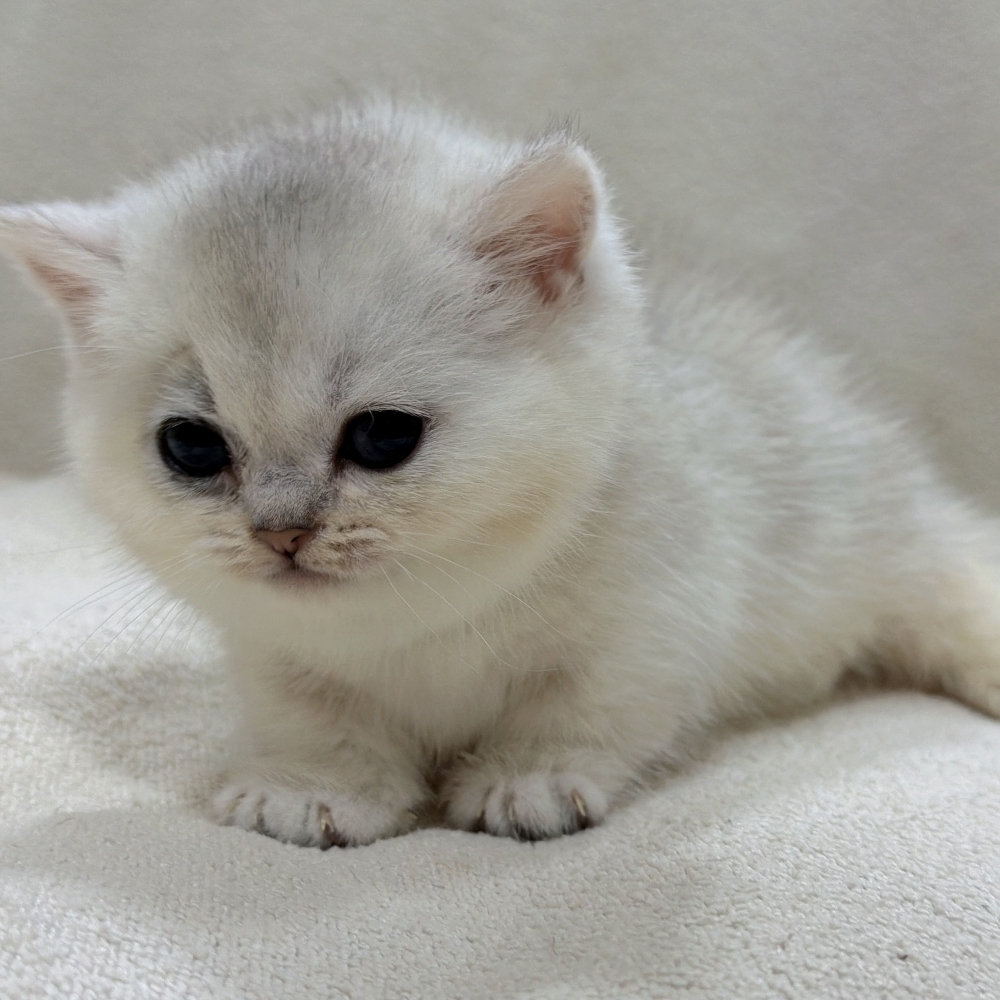 淺色 銀漸層曼赤肯妹妹