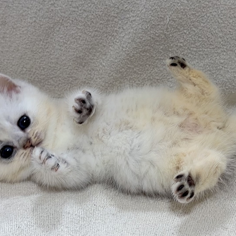 淺色 銀漸層曼赤肯妹妹