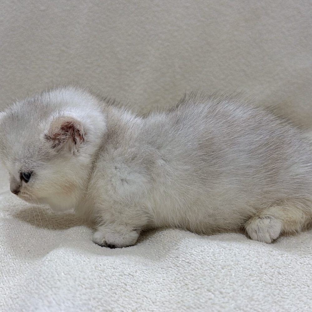 淺色 銀漸層曼赤肯妹妹