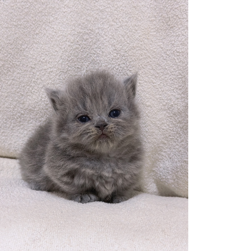 純藍小步舞曲妹妹