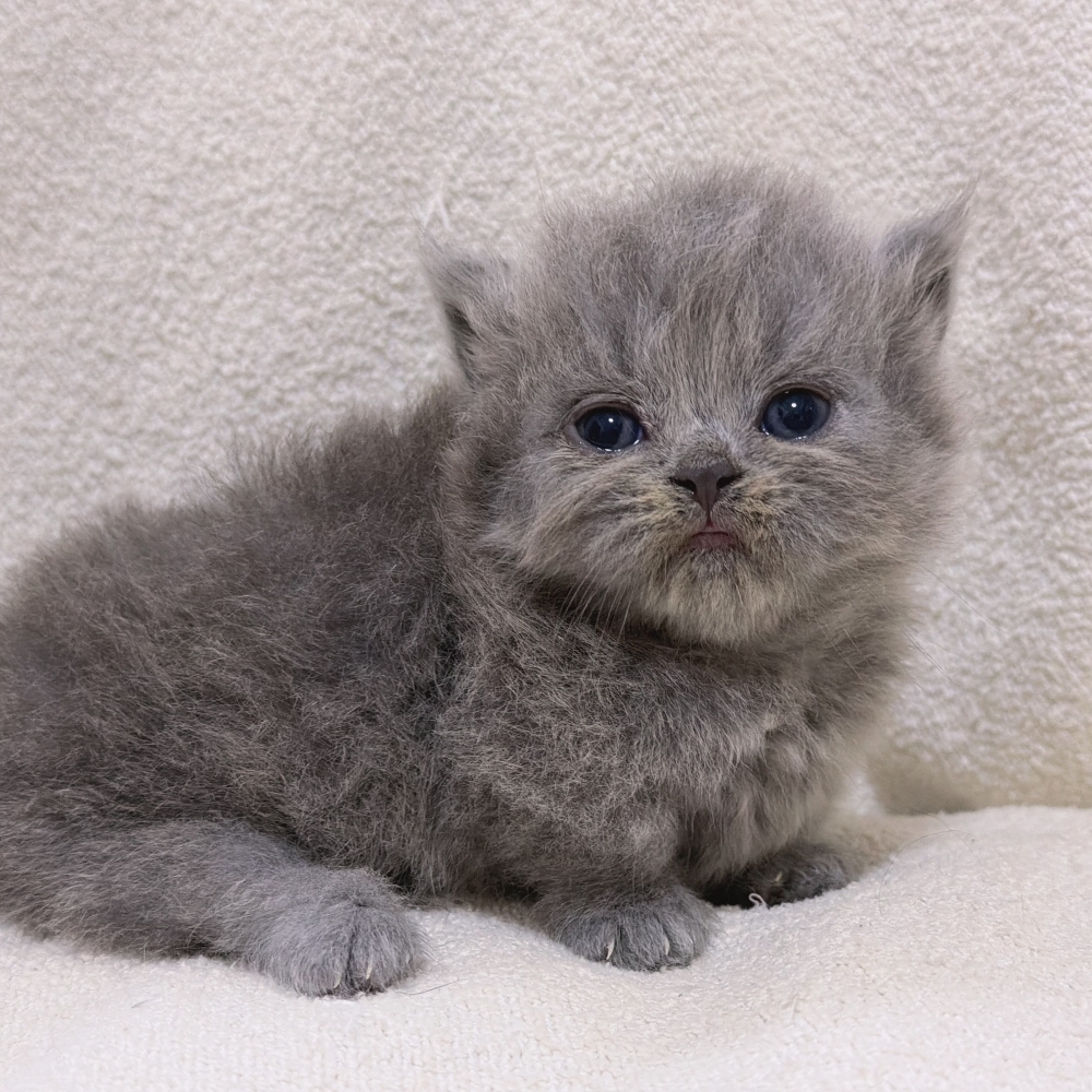 純藍小步舞曲妹妹