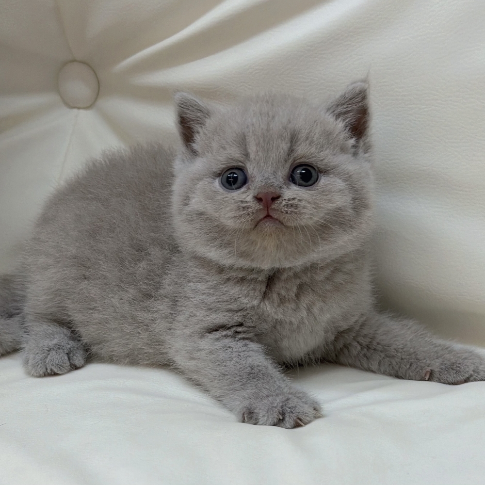 紫丁香英短妹妹