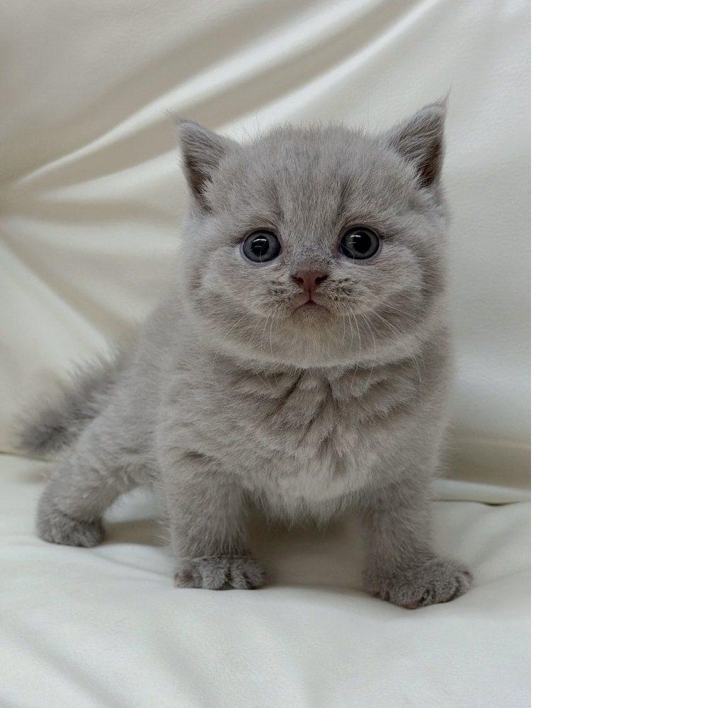 紫丁香英短妹妹