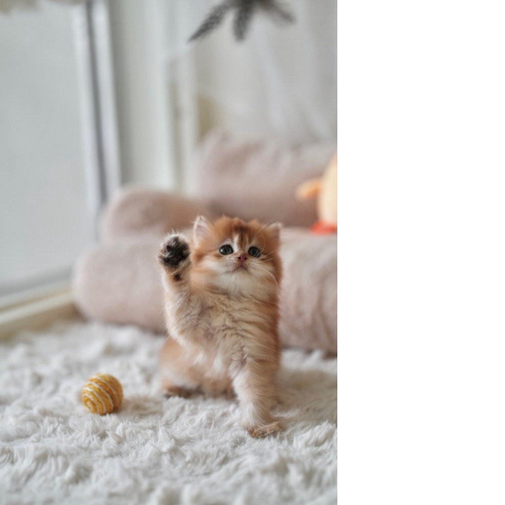 英國長毛貓 金漸層 弟弟 (已有家)