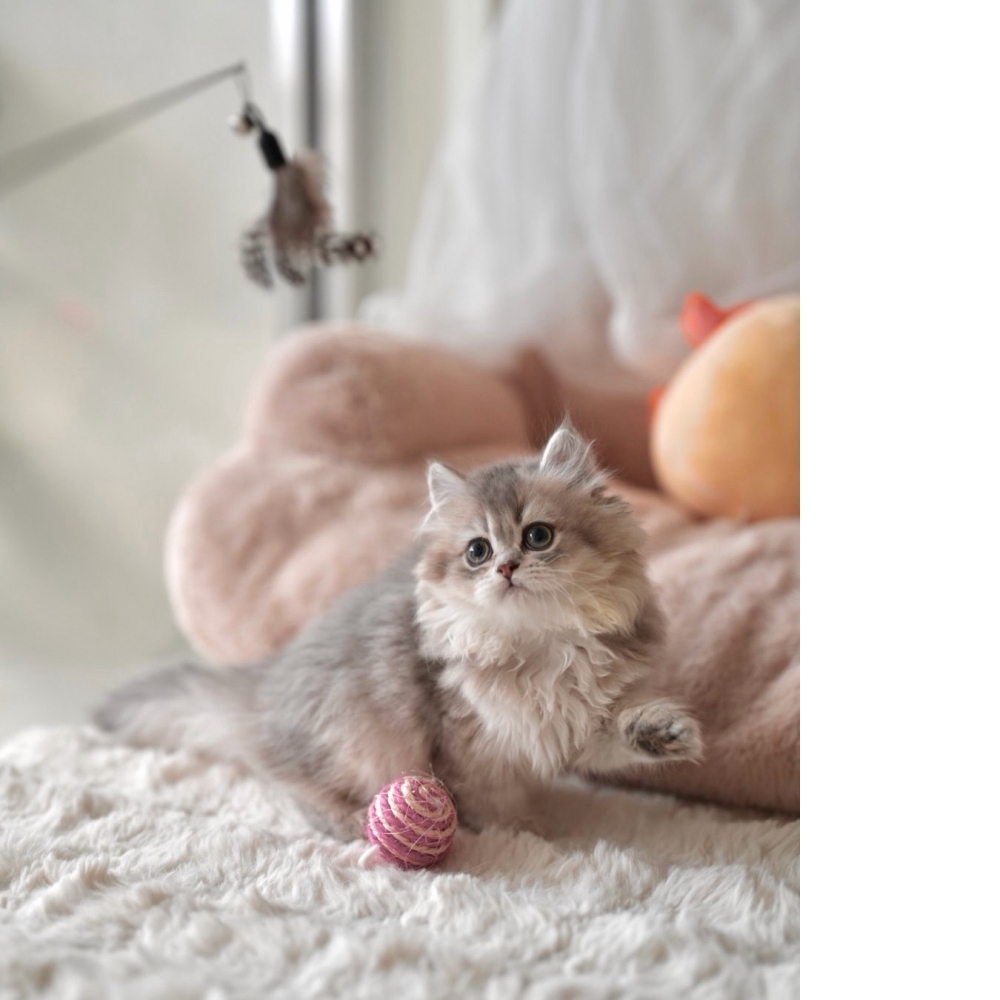 英國長毛貓 藍金漸層 妹妹 (已有家)