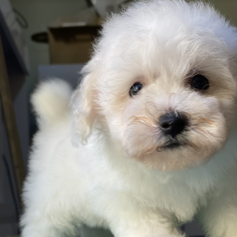 比熊犬