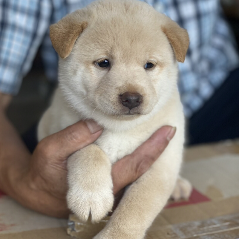 奶油柴犬