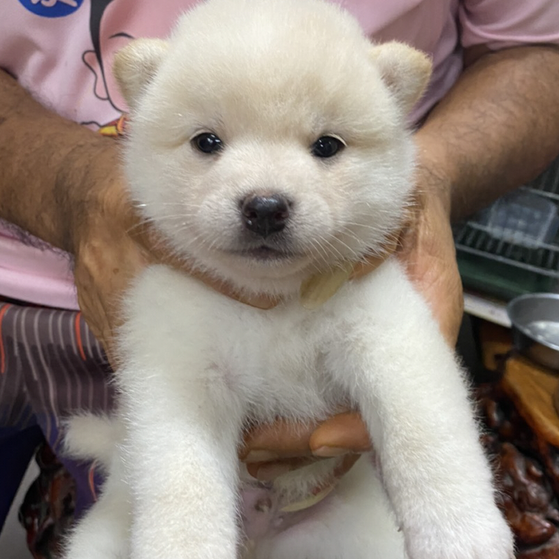 白柴犬