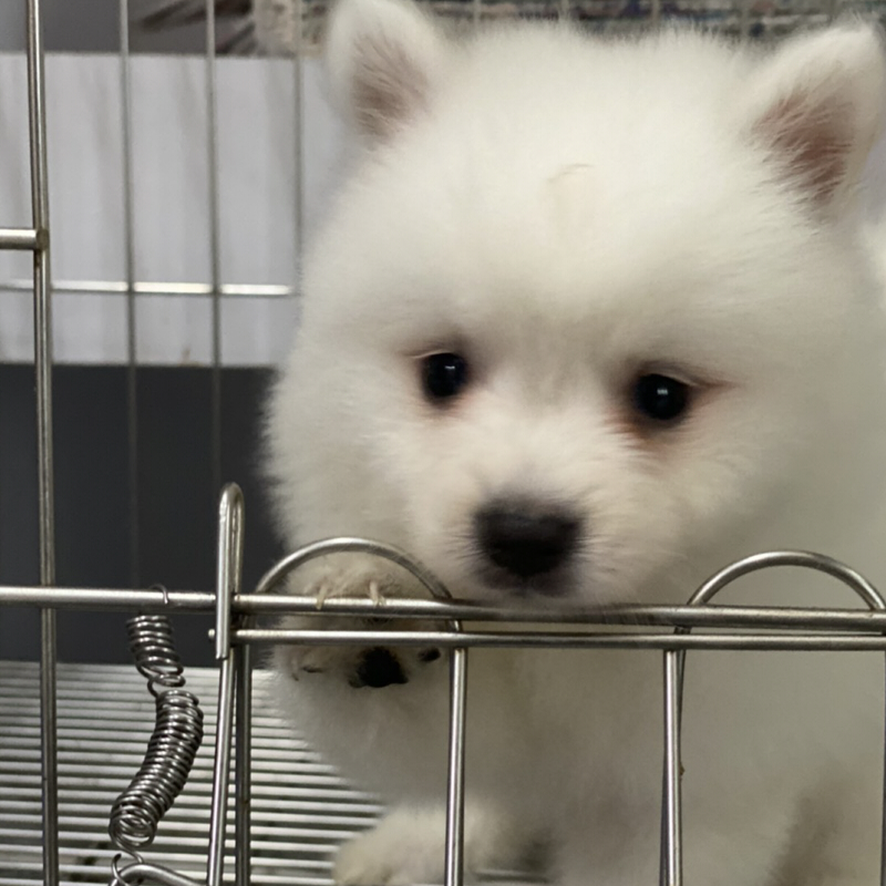狐狸犬