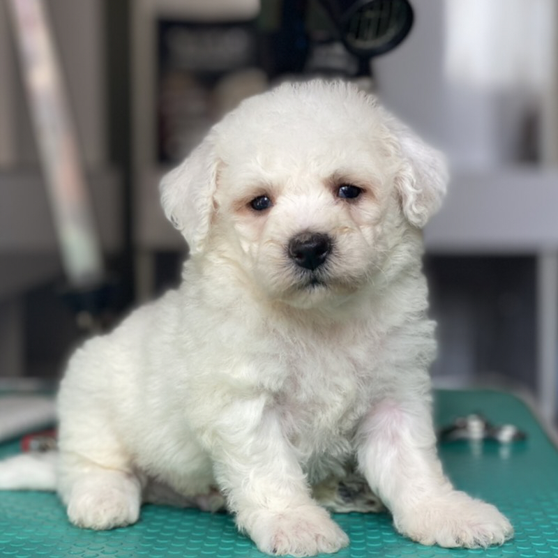 比熊犬