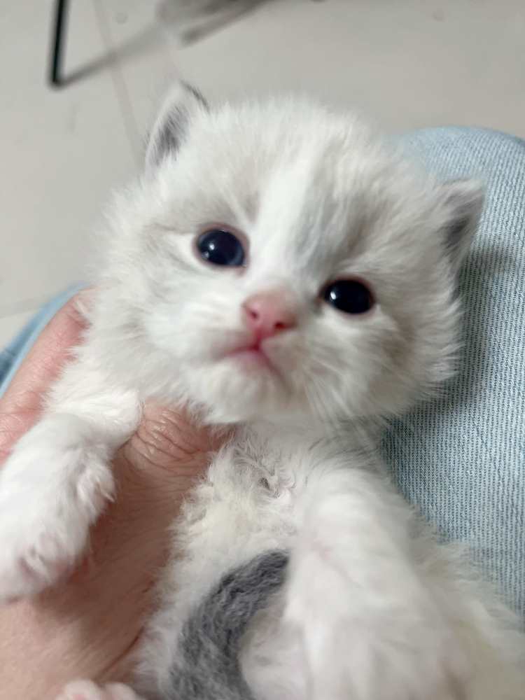 【已有家長】甜臉海豹雙山貓紋布偶