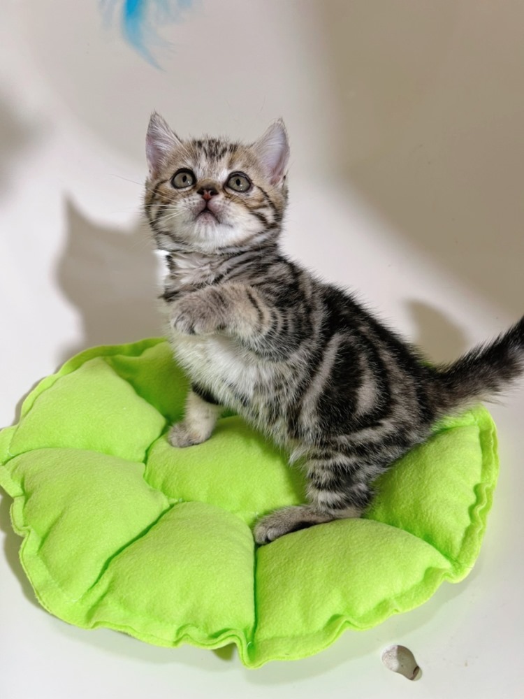 【已有家長】棕螺旋紋美短（包子臉）