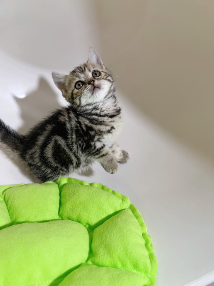 【已有家長】棕螺旋紋美短（包子臉）