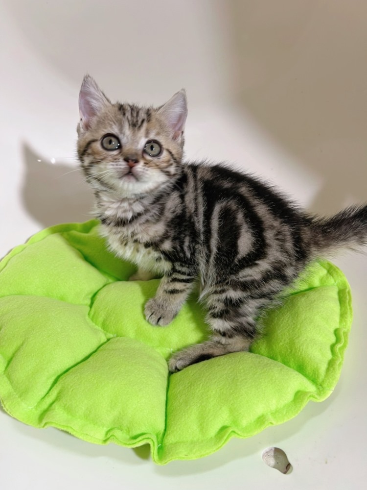 【已有家長】棕螺旋紋美短（包子臉）