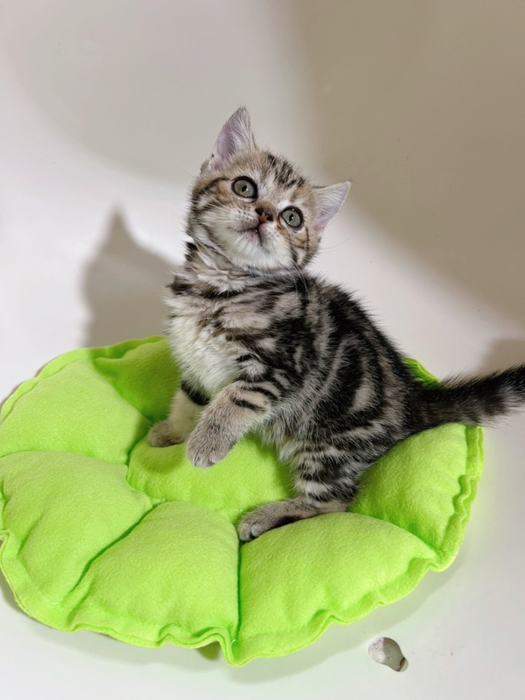 【已有家長】棕螺旋紋美短（包子臉）