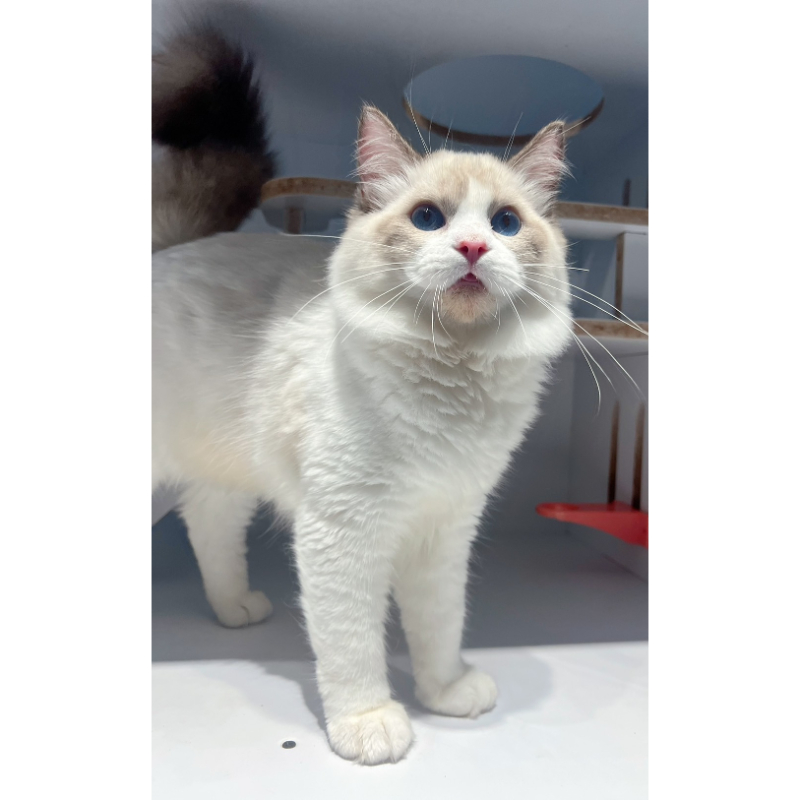 【已有家長】賽級布偶公（海豹雙色）